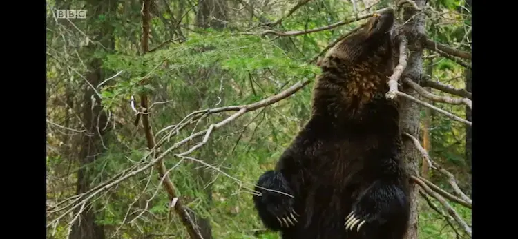 Grizzly bear (Ursus arctos horribilis) as shown in Planet Earth II - Mountains